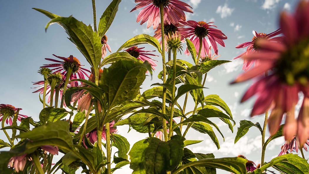 Echinacea: a medicinal herb used by Native Americans | Ricola