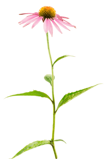 Echinacea  purpurea