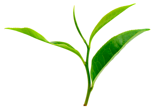 Camellia  sinensis