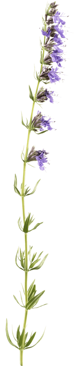 Hyssopus officinalis