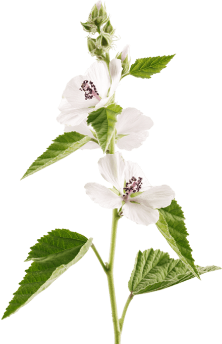 Marshmallow Plant Althaea Officinalis Ricola