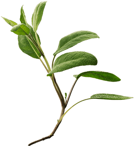 Salvia  officinalis