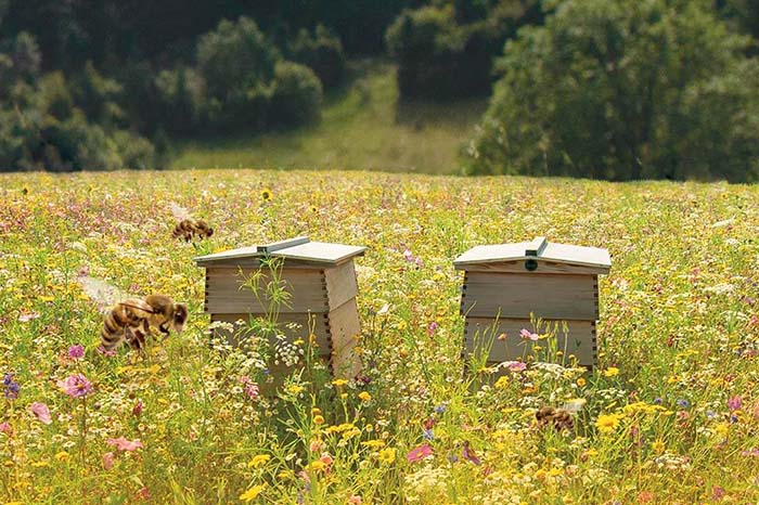Ricola Protège les abeilles