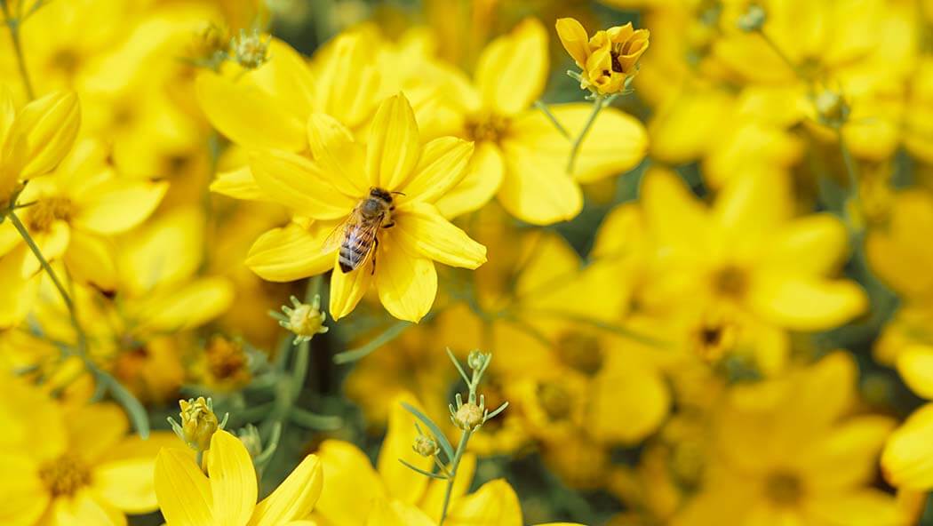 Pour davantage de biodiversité : Ricola s’engage en faveur des abeilles